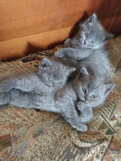 Foto №1. schottische faltohrkatze - zum Verkauf in der Stadt Tiflis | 319€ | Ankündigung № 139095