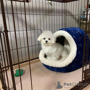 Foto №2 zu Ankündigung № 95389 zu verkaufen malteser - einkaufen Deutschland züchter