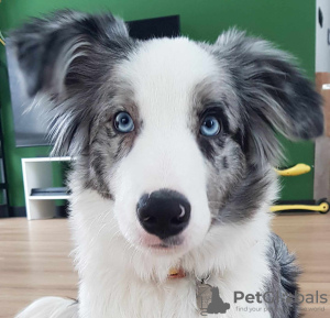 Foto №1. border collie - zum Verkauf in der Stadt Lisia Góra | 1500€ | Ankündigung № 109380