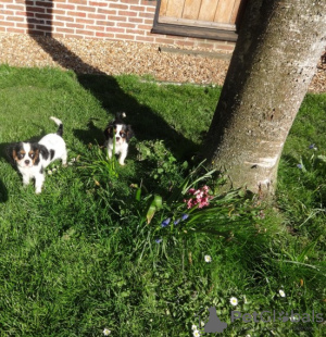 Foto №3. Cavalier King Charles Spaniel Welpen zu verkaufen. Deutschland