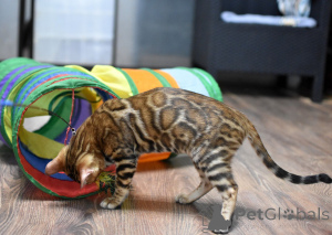 Foto №4. Ich werde verkaufen bengal katzenrasse in der Stadt Minsk. quotient 	ankündigung, vom kindergarten, züchter - preis - 375€