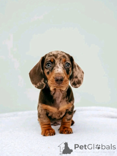 Foto №1. dackel - zum Verkauf in der Stadt Helsinki | 550€ | Ankündigung № 164545