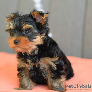 Foto №2 zu Ankündigung № 133376 zu verkaufen yorkshire terrier - einkaufen Deutschland quotient 	ankündigung