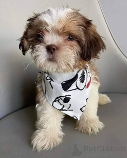 Foto №1. shih tzu - zum Verkauf in der Stadt Anderlecht | verhandelt | Ankündigung № 168170