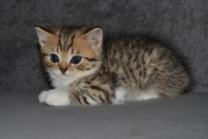 Foto №1. schottische faltohrkatze - zum Verkauf in der Stadt Warschau | 500€ | Ankündigung № 151916