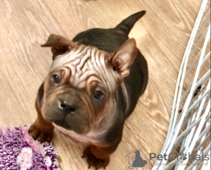 Foto №2 zu Ankündigung № 9629 zu verkaufen  - einkaufen Russische Föderation vom kindergarten