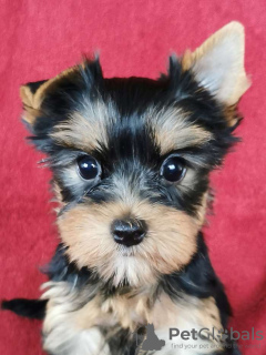 Foto №2 zu Ankündigung № 78522 zu verkaufen yorkshire terrier - einkaufen Litauen quotient 	ankündigung