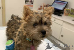 Foto №3. Affordable Norwich Terrier Puppies for sale. Deutschland