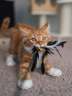 Foto №3. Wunderschönes rot getigertes Maine-Coon-Kätzchen, flauschig, süß und bereit für. Niederlande