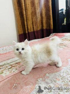 Foto №3. Perserkätzchen zur Adoption. Frankreich