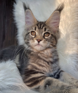 Foto №1. maine-coon-katze - zum Verkauf in der Stadt Aarbergen | 950€ | Ankündigung № 161416