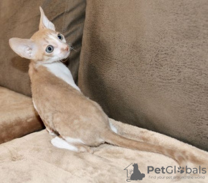 Foto №3. Cornish Rex. Finnland