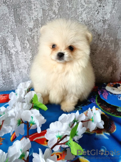 Foto №4. Ich werde verkaufen pommersche spitz in der Stadt Vilnius. züchter - preis - 900€