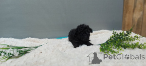 Foto №3. Verkauft. Vielen Dank für Ihr Interesse. Bitte kontaktieren Sie WhatsApp. Finnland