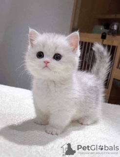 Foto №1. ragdoll-katze - zum Verkauf in der Stadt Ганн. Мюнден | 450€ | Ankündigung № 132777