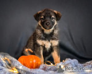 Foto №1. mischlingshund - zum Verkauf in der Stadt Москва | Frei | Ankündigung № 13528