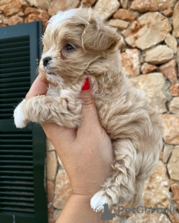 Foto №3. Theo ist der Beweis dafür, dass Liebe perfekt in vier kleine Pfoten passt. Niederlande