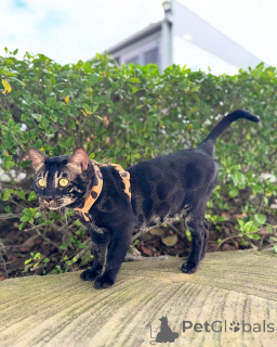 Foto №2 zu Ankündigung № 152947 zu verkaufen bengal katzenrasse - einkaufen Finnland quotient 	ankündigung