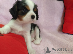 Foto №1. cavalier king charles spaniel - zum Verkauf in der Stadt Minsk | 799€ | Ankündigung № 9771