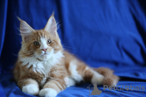 Foto №3. Zum Verkauf eine wunderschöne Katze aus dem Titel Eltern Cattery Mariburg,. Russische Föderation