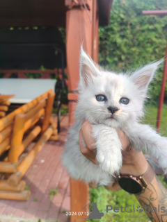 Foto №1. maine-coon-katze - zum Verkauf in der Stadt Zamość | 5000€ | Ankündigung № 110384