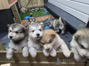 Foto №1. alaskan malamute - zum Verkauf in der Stadt Fristad | verhandelt | Ankündigung № 169699