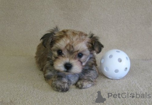 Foto №1.  - zum Verkauf in der Stadt Kasachstan | verhandelt | Ankündigung № 162853