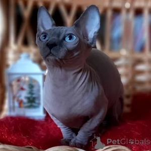Foto №4. Ich werde verkaufen sphynx-katze in der Stadt Берлинген. quotient 	ankündigung - preis - verhandelt