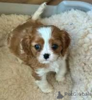 Foto №2 zu Ankündigung № 164754 zu verkaufen cavalier king charles spaniel - einkaufen Frankreich quotient 	ankündigung, züchter