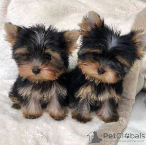 Foto №1. yorkshire terrier - zum Verkauf in der Stadt Sydney | verhandelt | Ankündigung № 84710