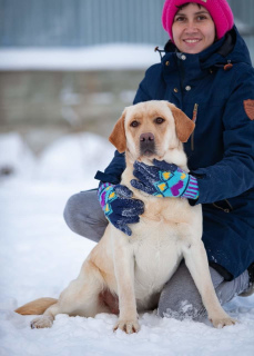 Foto №1. labrador retriever - zum Verkauf in der Stadt Tscheljabinsk | 1452€ | Ankündigung № 4490