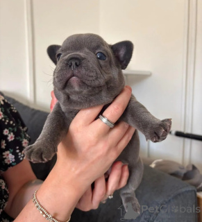 Foto №1. französische bulldogge - zum Verkauf in der Stadt Palermo | 400€ | Ankündigung № 174343
