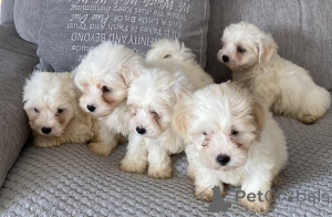 Foto №1. maltipu - zum Verkauf in der Stadt Berlin | 900€ | Ankündigung № 149567