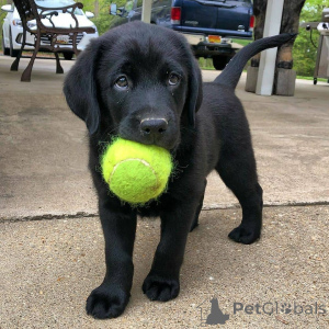 Foto №1. labrador retriever - zum Verkauf in der Stadt Delsbo | 1000€ | Ankündigung № 168427