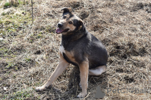 Foto №3. Der Hund des Hundes wartet auf liebevolle Besitzer.. Russische Föderation