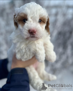 Foto №2 zu Ankündigung № 121592 zu verkaufen labradoodle - einkaufen Großbritannien aus dem tierheim