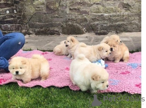Foto №1. chow-chow - zum Verkauf in der Stadt Bremervörde | 350€ | Ankündigung № 171440