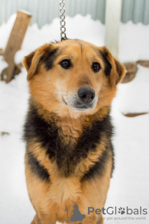 Foto №1. mischlingshund - zum Verkauf in der Stadt Perm | Frei | Ankündigung № 9039