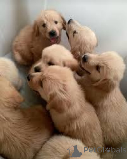 Foto №1. golden retriever - zum Verkauf in der Stadt Paris | 1000€ | Ankündigung № 163898