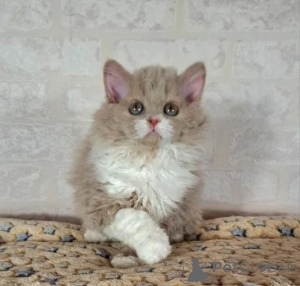 Foto №1. selkirk rex shorthair - zum Verkauf in der Stadt GEFREES | 350€ | Ankündigung № 177607