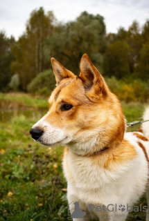 Foto №4. Ich werde verkaufen mischlingshund in der Stadt Москва. quotient 	ankündigung - preis - Frei