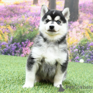 Foto №1.  - zum Verkauf in der Stadt Berlin | 1000€ | Ankündigung № 134932