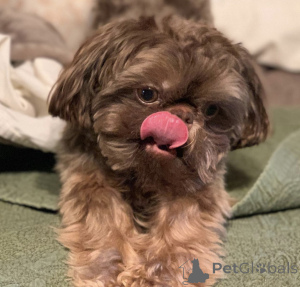 Foto №2 zu Ankündigung № 142824 zu verkaufen shih tzu - einkaufen Deutschland quotient 	ankündigung