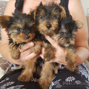 Foto №3. Teacup Yorkshire Terrier Welpe zur kostenlosen Adoption. Deutschland