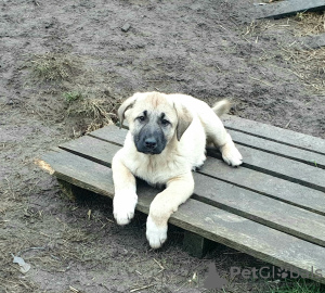 Foto №2 zu Ankündigung № 34546 zu verkaufen anatolischer hirtenhund - einkaufen Ukraine vom kindergarten, züchter