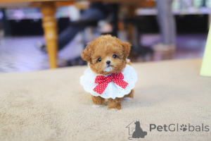 Foto №3. Teacup-Pudelwelpen zur Adoption und Vermittlung.whatsapp1 (728) 217-5659. Kroatien