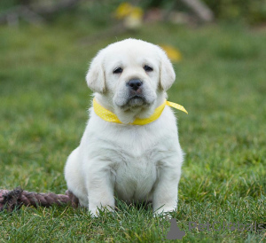 Zusätzliche Fotos: Eine schöne Labradora Retriever