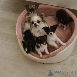 Foto №2 zu Ankündigung № 146087 zu verkaufen mischlingshund - einkaufen Deutschland quotient 	ankündigung