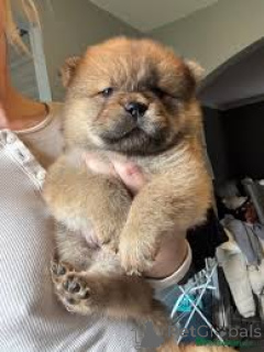 Foto №3. Chow-Chow-Welpen zu verkaufen. Frankreich