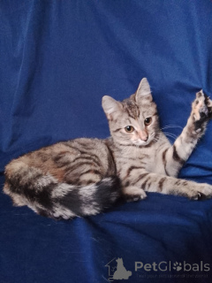 Foto №4. Ich werde verkaufen  in der Stadt Moskwa. quotient 	ankündigung - preis - Frei